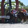 【京都4R新馬戦結果】ジャスタウェイ産駒デラスゴイガンが直線の一騎打ちを制す