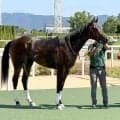 【京都４Ｒ・２歳新馬】根性めっちゃすごい！　デラスゴイガンがマッチレース制す　松山弘平騎手「強い競馬だった」