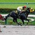 【グリーンチャンネルC結果】唯一の3歳馬ドンエレクトスが逃げ切り勝ち