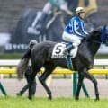 【毎日王冠前日オッズ】リアライズシリウスが2.2倍で1番人気