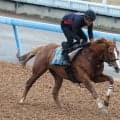 日曜東京競馬場の注目激走馬…東京１１Ｒ毎日王冠・Ｇ２