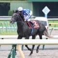 【毎日王冠】津村明秀騎手「３、４コーナーから少し…」１番人気リアライズシリウスまさかの７着　古馬が上位独占
