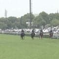 「プボ可愛い」雨の京都に“大人気誘導馬”登場…変わらぬ姿にファンほっこり「たてがみがオシャレ」