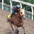 【アイルランドＴ・理貴の特注馬】厩舎ゆかりの血統　チェルビアットが初タイトルへ　高野調教師「完成度はこの一族でも高い」