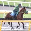 【ＪＤクラシック・浅子の特注馬】データもイッテラッシャイを後押し　衝撃Ｖの不来方賞を信頼