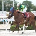 【大井・東京盃枠順】サトノボヤージュは4枠5番、ヤマニンチェルキは5枠8番