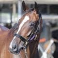 【アイルランドＴ】２５年オークス馬のカムニャックが始動戦で白星発進へ　陣営「馬体のバランスもすごくいい」