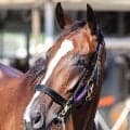 【アイルランドＴ】「一瞬の切れ味というより総合力で勝負」２５年オークス馬カムニャック始動戦不安なし