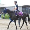 【注目馬動向】マスカレードボールが天皇賞・秋連覇へ今日１０月６日に帰厩　僚馬の毎日王冠７着リアライズシリウスは同レースで反撃へ