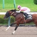 【注目馬動向】ユキマルは霜月ＳからカペラＳへ　ドンエレクトスは武蔵野Ｓを視野に