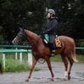 【サウジアラビアＲＣ】小柄でもオルフェーヴル似のジップスパークが面白い　陣営「軽くてバネがあります」