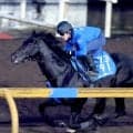 【注目馬動向】京都大賞典４着のディープモンスターは予定通りブリーダーズＣターフへ　鞍上はトム・マーカンド騎手
