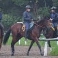 【今週のトク注新馬】Ｇ１馬ブレイディヴェーグの弟アインザッツがデビュー　宮田調教師「スタイリッシュで顔も似ている」