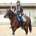 【スワンＳ】オフトレイルが海外帰りの菅原明良騎手とレース史上初の連覇へ　吉村調教師「明らかに首、肩、腰とかは違う」
