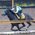 【スワンＳ】武豊騎手とコンビのエリカエクスプレスは初の１４００メートル戦　陣営「ハナにこだわる馬じゃないからね」