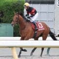 【注目馬動向】ホウオウビスケッツが天皇賞・秋に３年連続の出走へ　鞍上は引き続き岩田康誠騎手
