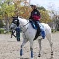 ２４年の京都ハイジャンプなどを制したサンデイビスが競走馬登録を抹消　今後は乗馬となる予定