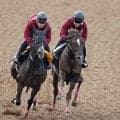 【サウジアラビアＲＣ】ベルウッドディープは新人トレーナーに初重賞をプレゼントできる出来！　室井調教師「大物だと…」　