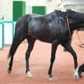 【秋華賞・１週前】４戦３勝のラベルセーヌが絶好の動き　鹿戸調教師も思わず笑み「いい体の使い方をしている」