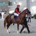 まさかの失速…　ホリエモン愛馬のイッテラッシャイは大差の最下位１６着　戸崎圭太騎手「向こう正面から息が…」　ＪＤクラシック