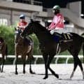 【ジャパンダートクラシック】UAEダービー馬の意地…ワンダーディーン2着、松山弘平「このメンバー相手に力を発揮」