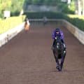 【アイルランドＴ】メンバー唯一のＧ１馬カムニャックがいつも通りの“友道流”仕上げ「今回は落ち着きもあります」