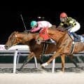 【静内軽種馬生産振興会特別】10歳馬ケイアイパープルがアタマ差の接戦を制す 道営記念の優先出走権を獲得