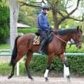 【ＰＯＧ】仏Ｇ３勝ち馬を祖母に持つランギヌイはひと追いごとに良化　宮田調教師「確実に上昇して今週を迎えられた」