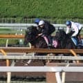 【JRA新馬戦】スターズオンアースの半弟ラニアケアなどがデビュー