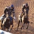 【アイルランドＴ】ニシノティアモが得意条件で巻き返す　３頭併せで馬なり併入　上原佑調教師「すごく楽に動けていました」