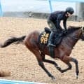 【サウジアラビアＲＣ】阪神連覇にあやかり！ニシノトラノスケが西山オーナーに２週連続の重賞Ｖを届ける
