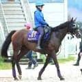 【アイルランドＴ】昨年のオークス馬カムニャックは大外の８枠１６番　クイーンズウォークは２枠３番