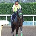 【注目馬動向】ルガルは選出されればマーフィー騎手でＢＣマイルへ　ジョバンニは松山弘平騎手で天皇賞・秋に参戦