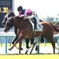 【京都２Ｒ】バティックが２歳レコードで勝利　ミッキーアイルの記録を１３年ぶりに更新　西村淳也騎手「能力のある馬」