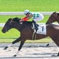 【京都６Ｒ・２歳新馬】マイスターシューズが圧巻の差し切り勝ち　田口貫太騎手「今後が楽しみです」