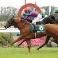 ２３年ファンタジーＳ覇者カルチャーデイが左前脚骨折のため引退　今後は繁殖牝馬となる予定