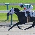 【京都３Ｒ・２歳新馬】ヒメハッカが豪快に差し切りデビュー勝ち　松山弘平騎手「強かったと思います」