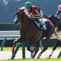 【京都５Ｒ・２歳新馬】サダムパテックの近親ゴルトクリーガーが１番人気に応える　松山弘平騎手「強い競馬をしてくれた」