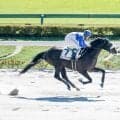 【東京4R新馬戦結果】ダノンプレミアム産駒ロードアマデウスが5馬身差で圧勝