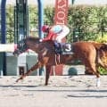【京都１１Ｒ・太秦Ｓ】紅一点７番人気のバスタードサフランが快勝　酒井学騎手「女の子が１頭でしたが、よく頑張ってくれた」