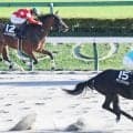 直線だけで１４頭ごぼう抜き！「ブロードアピールの再来」「とんでもない」芝並み上がりマークのヤマニンアストロンにネット仰天