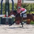 【京都４Ｒ・２歳新馬】フライトライン産駒アメリカンソウルが３馬身差快勝　矢作調教師「ダート路線でいこうと思います」