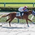 【東京6R新馬戦結果】7番人気グラスラリーが2馬身差で快勝 ゴールドドリーム産駒