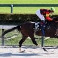 【東京８Ｒ・プラタナス賞】「すごくいい感じ」ルメール騎手が大絶賛　ウィンターブリーズが砂転向後２連勝