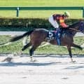 【プラタナス賞結果】ウィンターブリーズが5馬身差V ダート替わりで2連勝