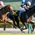 【オクトーバーS結果】アスクセクシーモアがイン突きで接戦制しオープン初勝利