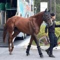 福永厩舎に初のＧ１級タイトルをもたらしたメイショウハチローが帰厩　陣営「まだ走れるくらいに元気いっぱいですよ」