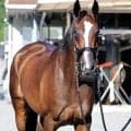 【注目馬動向】アイルランドＴで復活Ｖのカムニャックは川田将雅騎手とのコンビでエリザベス女王杯へ
