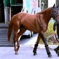 【注目馬動向】福永厩舎に初のＧ１級勝利運んだメイショウハチローはＪＢＣスプリントに転戦へ