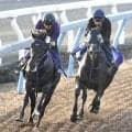 【富士Ｓ】躍動感が増したトロヴァトーレは狙い通りの仕上がり　鹿戸調教師「ちょうどいい体に仕上がっている」